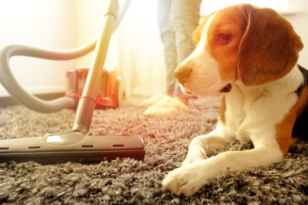 A dog sitting on carpet after carpet flea treatment